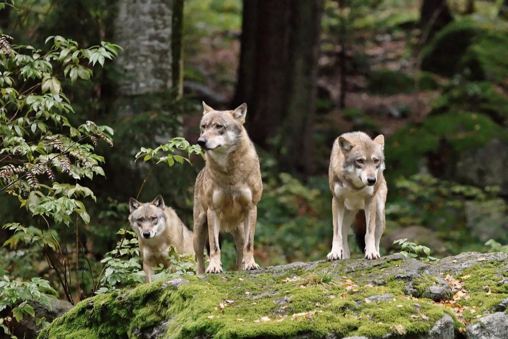 Ferienwohnung Im Landhaus Am Nationalpark Ludwigsthal Kültér fotó