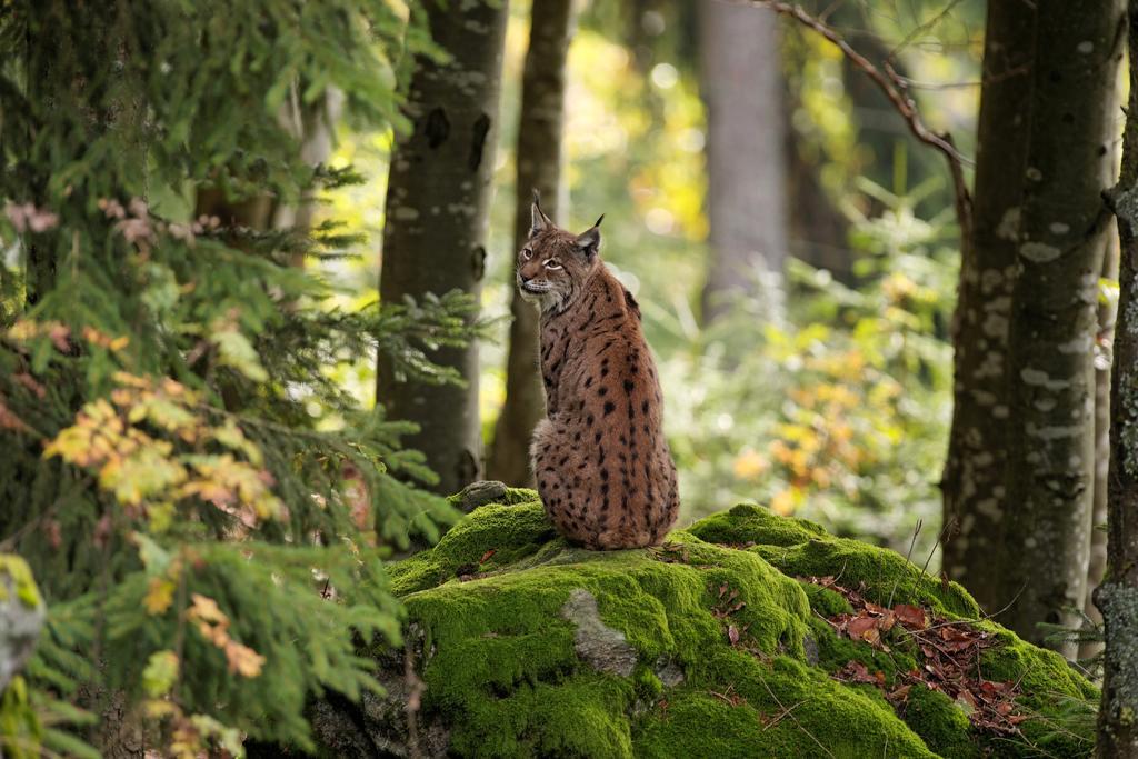 Ferienwohnung Im Landhaus Am Nationalpark Ludwigsthal Kültér fotó
